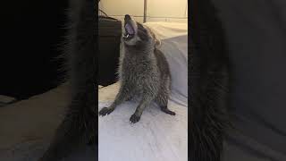 Rac James S Out A Girl