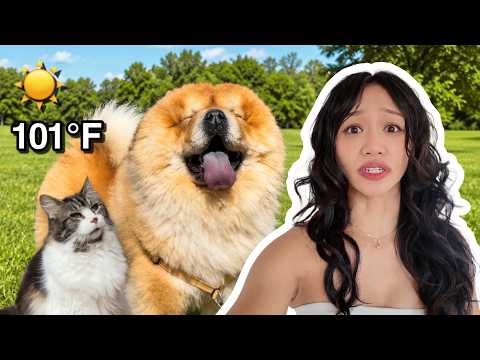 Surviving the HOTTEST summer with our Chow Chow and Cats