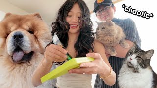 Our Chow Chow and Cats try frozen treats for the FIRST time
