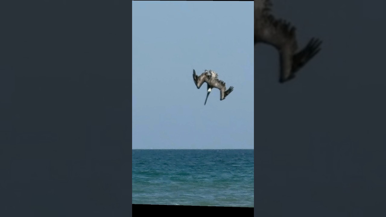 This Bird is *Definitely* Not Saying TikTok