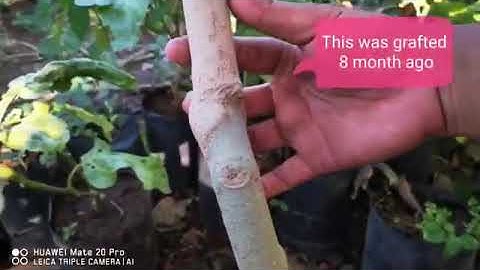 Ghép cà tím + Cà dại