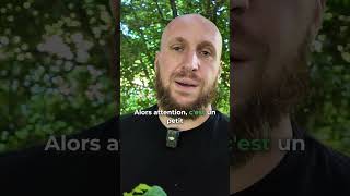 Un poivrier cultivable en France (rare) 🌳🤩
