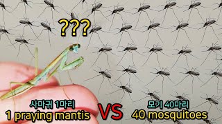 I gave 40 mosquitoes to 1 praying mantis!! The results are amazing! by 제발돼라 PleaseBee 924,813 views 8 months ago 10 minutes, 32 seconds