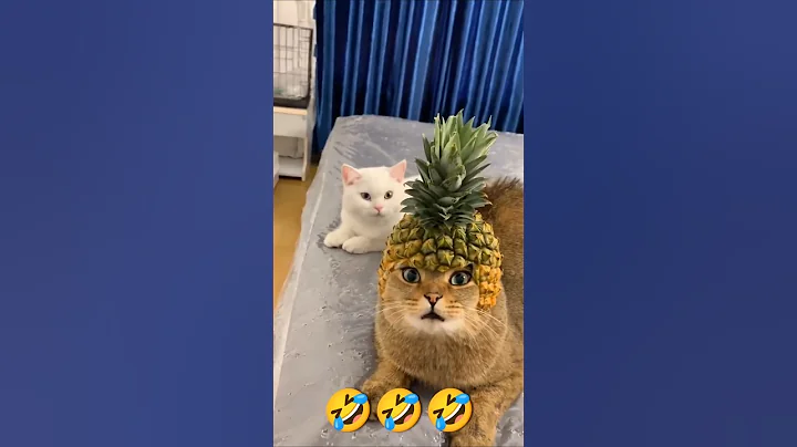 Video 9046851: cat pets meow funny, funny cat baby laughing, amazing baby cat, baby cats cutest