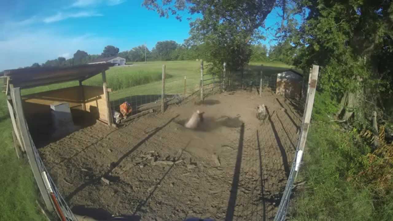 hog time lapse gopro - YouTube