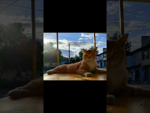 мяу котики муркотики природа животные Nature жизнь одесса 