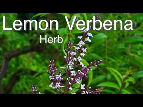 Lemon Verbena - Quality Herb Selection for Australia