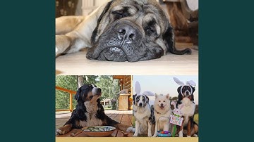 Pulsating Moods for Caring Puppy