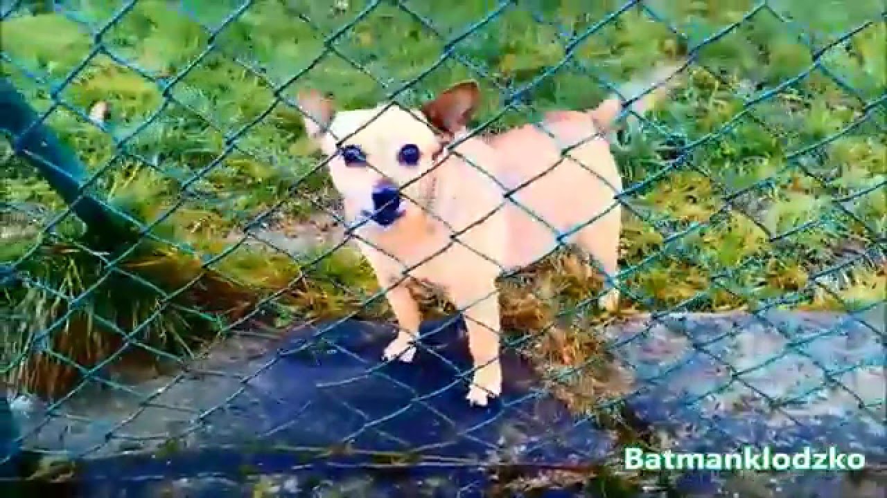 Szczekające Psy 2016