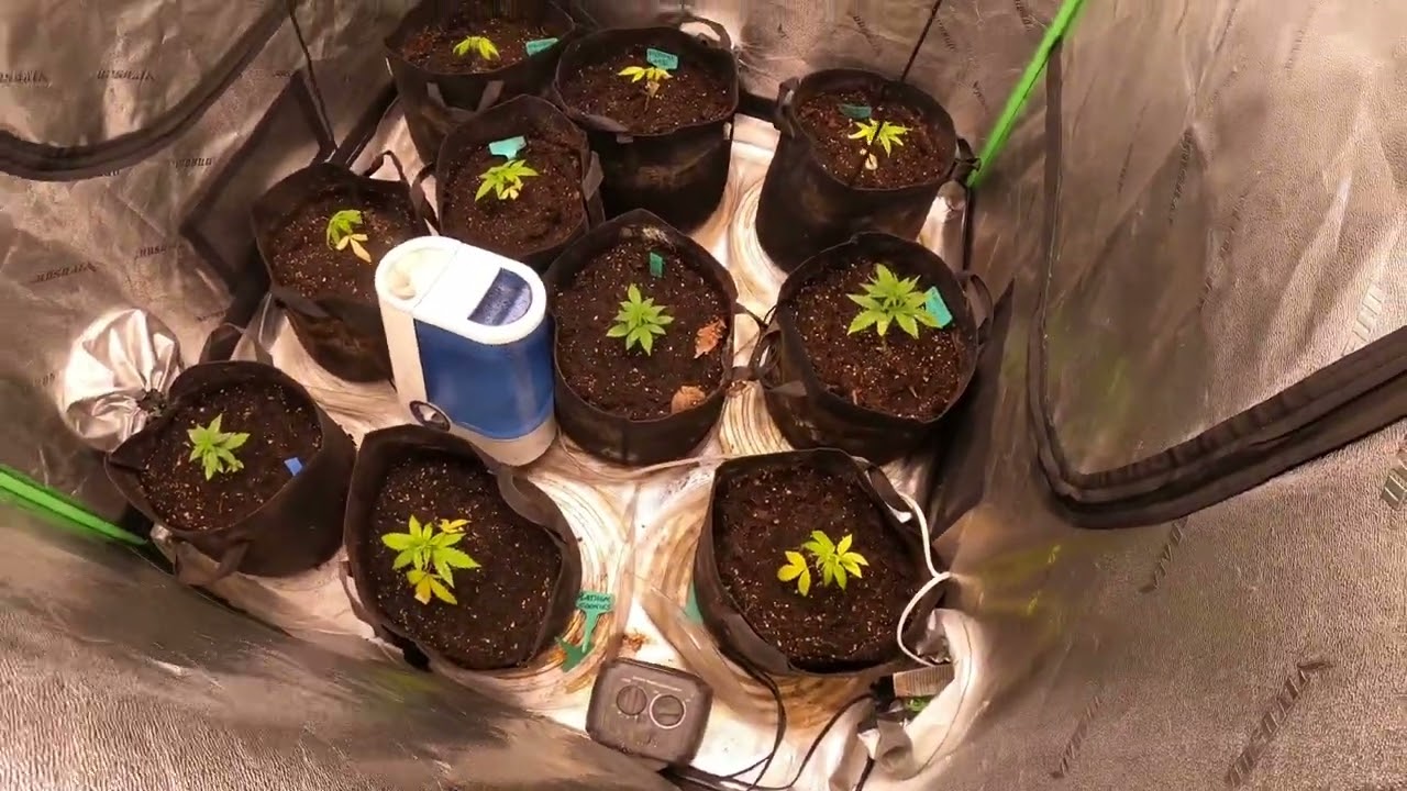 Week 2 VEG! For clones