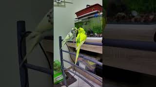 Tamed Parakeets: #parakets #birds #petsvlog #shortsfeed