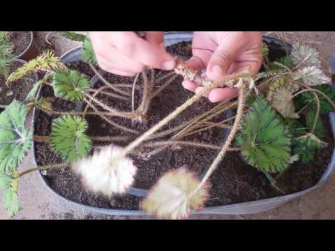 Video: Begonia Transplantasiyası Bələdçisi – Beqoniyaları Necə və Nə Zaman Yerləşdirmək