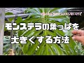 [モンステラ]葉っぱを大きくする方法