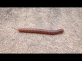 Millipede