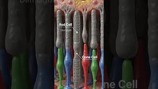 👁️ Human Eye Vision Process Explained | Retina, Rods & Cones | 3D Animation 👁️ Human Eye Vision Process Explained | Retina, Rods & Cones | 3D Animation