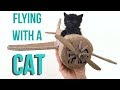 How to Fly With Your Cat