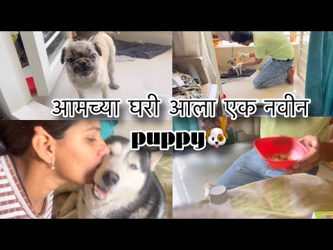 आमच्या घरी आला एक नवीन 🐶 puppy म्हणुन sofy झाली नाराज🤷🏻‍♂️…….#dog #doglover #viralvideo #vlog