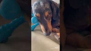 You’re my FAVORITE  #dog #dachshund #dogshorts #viral