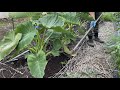 里芋とネギを大きく育てる追肥と土寄せのコツ　21/7/1