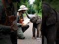 The Rescue of the Baby Elephant ElephantRescue#BabyElephant#WildlifeRescue#AnimalRescue#Elephants