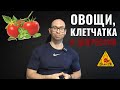 Клетчатка и депрессия: чем важен микробиом кишечника?