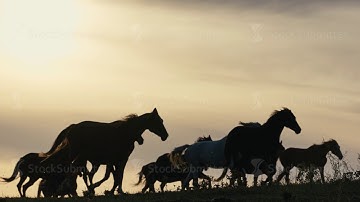 Horses running on a grass field