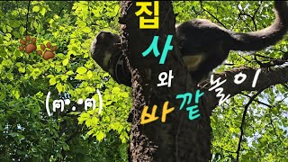 (ฅ•.•ฅ)고양이와 조용한 숲속에서 같이 놀기🐾