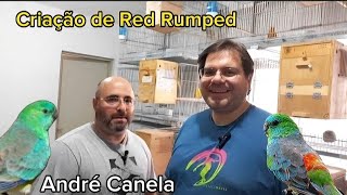 Saiba Como Criar Red Rumped | André Canela