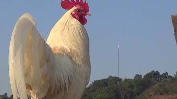 Coj peb mu saib qaib dib muaj ntau hom zoo nraug qoas zoo