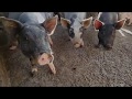 Como criar porco no sítio | Sistema para criação de porco caipira