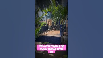 CUNG CẤP CÂY DỪA XIÊM LÙN XANH VÀ DỪA XIÊM ĐỎ MÃ LAI