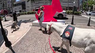 Lt. Rowdy mini horse no Rodeo Dr Representing VCCRR 1 of 7 81023