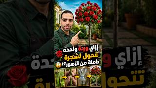 إزاي وردة واحدة تتحول لشجرة كاملة من الزهور؟! 🌹😳#زهور #نبات #زراعة #شجر #معلومات_دايلي