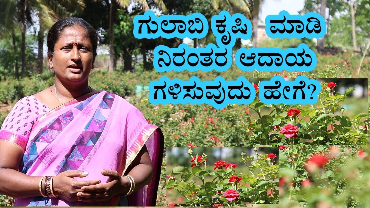 Success Story Of Farmer In Rose Cultivation | Vijay Karnataka