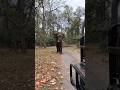 best safari of sultan / rajaji tiger resserve🐘(con-6397020059)#elephantsafari #indiansafari