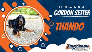 Best Gordon Setter Dog Training | Morgan Hill | Thando