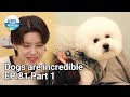 Dogs are incredible EP.81 Part 1 | KBS WORLD TV 210623