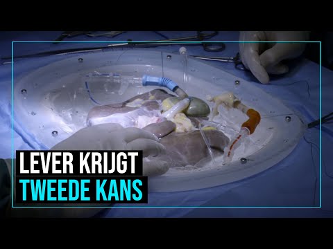 Video: Organen Voor Transplantatie Zullen Groeien Bij Schapen - Alternatieve Mening