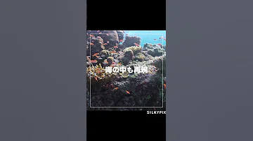 やってみよう 水中写真補正 SILKYPIX Shorts 