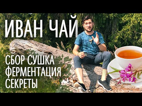 ИВАН ЧАЙ | ферментация сбор сушка секреты | Кир Сабреков