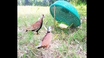 Primitive Technology-How to make bird trap-That work 100%
