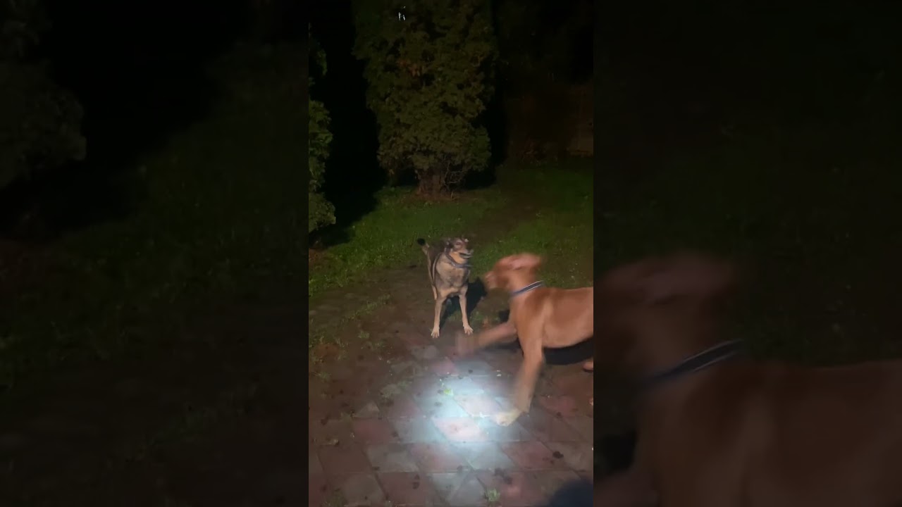 Рэй Линду обожает 