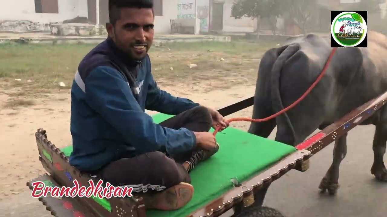 टिंकू‌ बटावली ‌गढ़ गंगा स्नान को जाते हुए। बहुत ही शानदार किया प्रदर्शन ।।