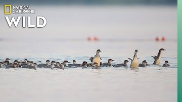 Why This Mama Duck Has Her Ducklings in a Row—All 76 of Them | Nat Geo Wild