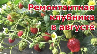 Особенности ухода за ремонтантной клубникой в августе и сентябре. Подкормки для хорошего урожая.