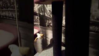 Penjalica Grebalica Kućica Za Mace Lynx Foam