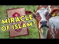 Did Cows Prove The Quran Is True Did Cows Prove The Quran Is True