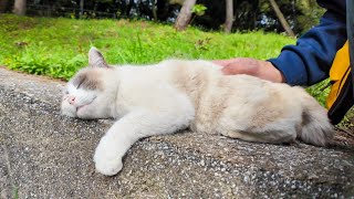 I approached a cat sleeping on a wall by the road and started petting it.