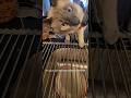 Eau de kitchen sink tester #siamesecat #cat #foryou #shortsfeed #shortvideo #shorts