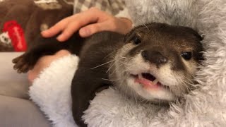 カワウソさくら 「ゔぁ〜ぷぅぷぅ」されに来るカワウソ Otter with a unique sound